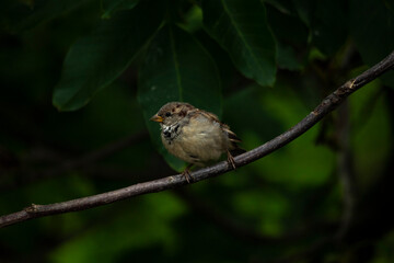 A lonely young sparrow sits on a branch close-up in the large leaves of a walnut tree with feathers fluffed.