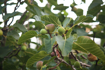 Figs on a tree