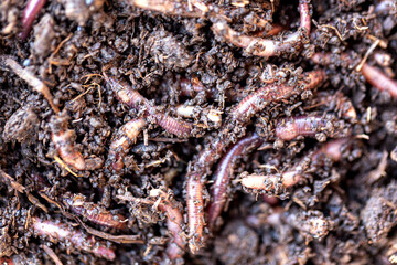 Macro shot of red worms Dendrobena in manure, earthworm live bait for fishing.
