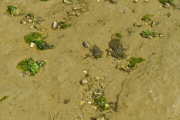 Le sable à marée basse parsemée de morceaux de coquilles d'huitre tranchant à Canon dans la baie d'Arcachon