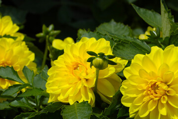 Yellow flowering dahlias in the garden, plant