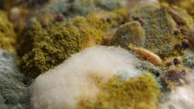 Footage Close-up: The growth of mold