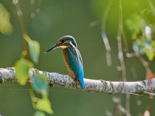 Fototapeta premium kingfisher on branch