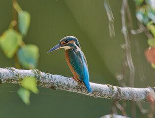 kingfisher on branch