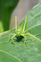 A green grasshopper on a large leaf of grass, in its natural environment.