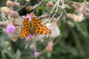 Tierische Sommerfarben