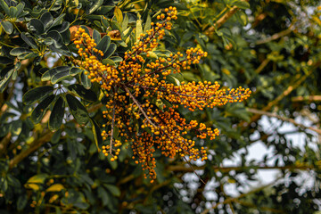 Flor silvestre amarela