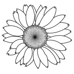 Simple monochrome sketch of a daisy flower