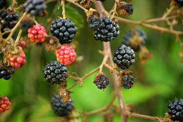 Black raspberry or wild blackberries on the Mediterranean coast.