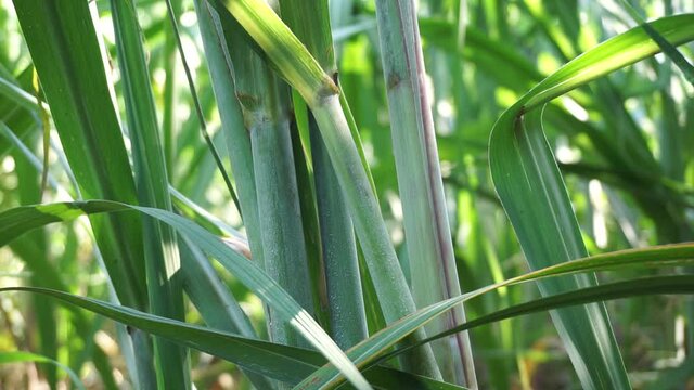 Sugarcane with a natural background. Indonesian call it tebu
