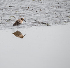 August 2021 a Calidris alpina also known as (Pilrito comum) having lunch in Cavado River estuary, Fao, Esposende, Portugal.