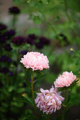 Pink peony-shaped aster on a flower bed close-up