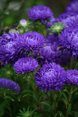 Purple peony-shaped asters, close-up among other flowers