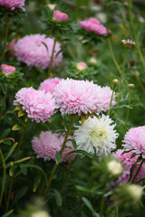 Pink peony-shaped aster on a flower bed close-up