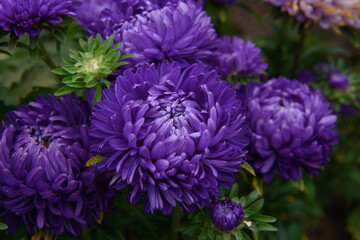 Purple peony-shaped asters, close-up among other flowers