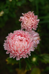 Pink peony-shaped aster on a flower bed close-up