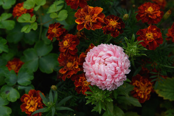 Pink peony-shaped aster among marigolds.