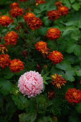 Obraz premium Pink peony-shaped aster among marigolds.