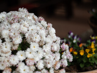 Closeup of a bouquet of aster flowers in a vase under the lights with a blurry background