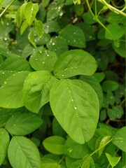 leaves in the garden