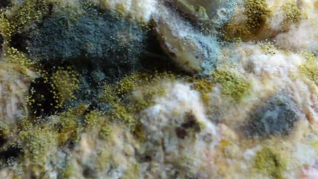 Black mold growing on mixture bread