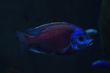 Dark blue fish swim in the aquarium.