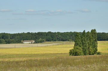 Fototapeta na wymiar Série d'arbres isolés en plein champs de blé à Champagne-et-Fontaine au Périgord Vert 