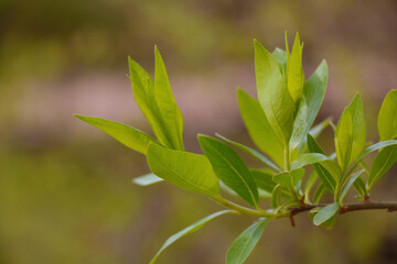 Close-up of a young green branch of a bush in the garden.
