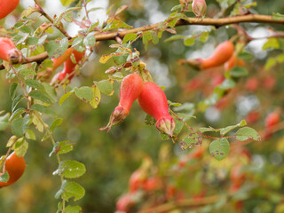 (Rosa moyesii) Gros plan sur cynorrhodons en forme d'amphores rouge-orangé de Rosier de Moyes