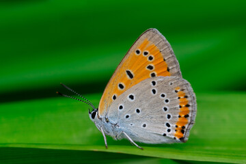 scarce copper (Lycaena virgaureae) an orange butterfly sitting on a green blade of grass.