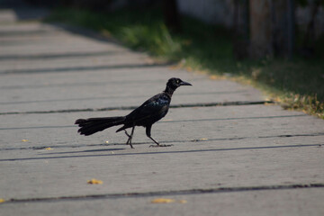 pájaro negro (zanate) caminando.