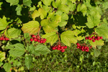 Ripe bunches of medicinal viburnum on the branches