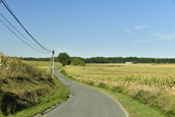 Fototapeta na wymiar Route de campagne entre les champs de tournesols et de maïs entre les Bourgs de Champagne et de Fontaine au Périgord Vert