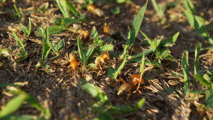 macro de formigas na grama