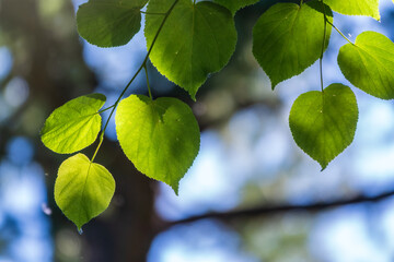 Branches with spring leaves common aspen, Populus tremula. Floral background with green spring leaves.