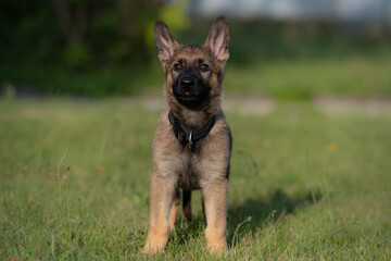 Dog portrait of an eight weeks old German Shepherd puppy with a green grass background. Sable colored, working line breed