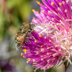 Syrphe à tête rayée butinant le nectar d'une fleur