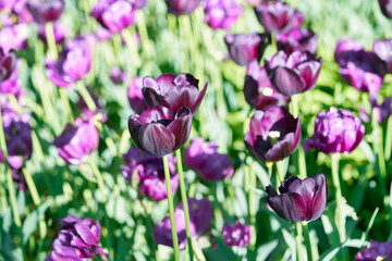 Bright flowers of tulips on a tulip field on a sunny morning
