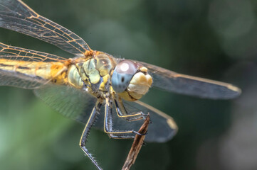 Macro d'une libellule