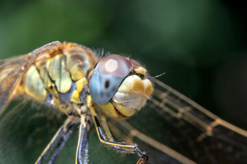 Macro d'une libellule