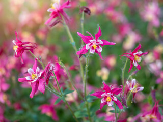 Beautiful native wild flower of western Canada. Aquilegia formosa, crimson columbine, western columbine, or red columbine. Close-up vibrant red and yellow color flower.