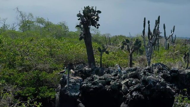 Sula nebouxii or Blue Footed Booby male flying nearby of a female at  Los Tuneles or Tunnels area at Isabela island, Galapagos islands