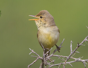 Melodious Warbler (Hippolais polyglotta) is a species of bird in the Acrocephalidae family.