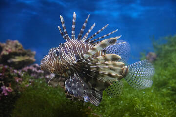 Lionfish (dendrochirus zebra), fish in an aquarium, blurred background
