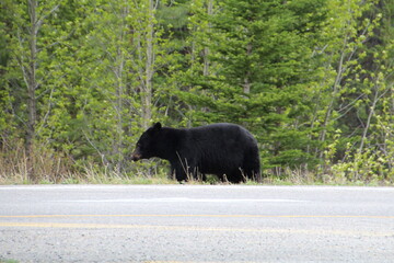 Side Of A Bear, Banff National Park, Alberta