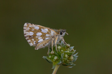 a tiny hoppy butterfly at rest, Pyrgus armoricanus