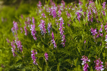 Obraz premium Closeup shot of marsh pea or Lathyrus palustris with blurred background