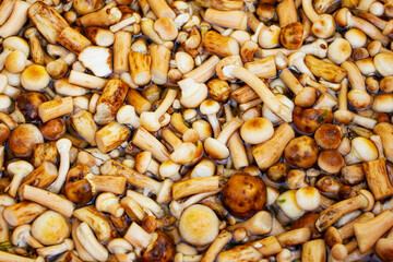 mushrooms-honey mushrooms, top view, cooking process, washing mushrooms