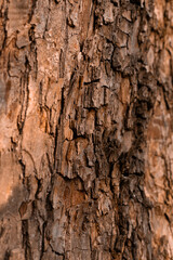 Close up shot of tree trunk with bark.Natural wood texture