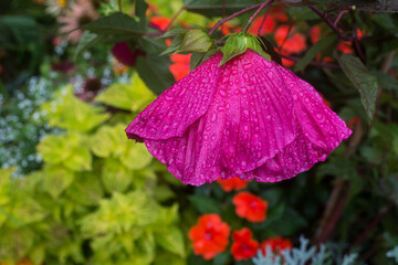 Closeup of rain drops of purple giant hibiscus in a public garden